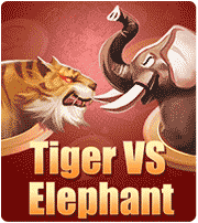 Tiger VS Elephant